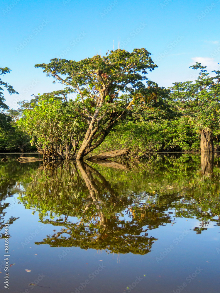 amazon river and rainforest