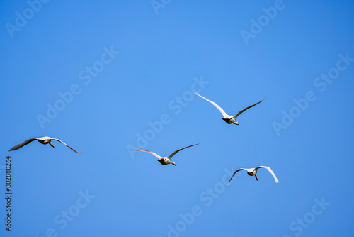 a group of swans in flight in the blue sky