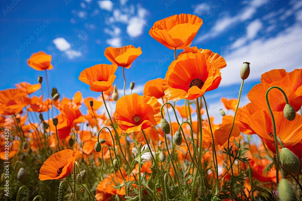 Vibrant orange poppy flowers against a blue sky