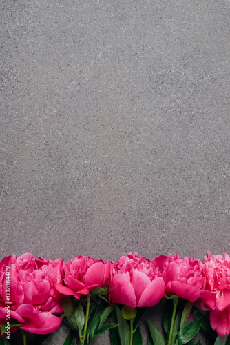 Beautiful fresh vivid pink peony flowers in full bloom on grey background, top down view, close up. Negative space for text.