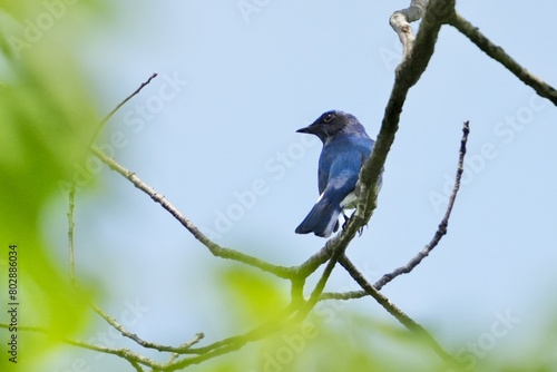 blue and white flycatcher in a forest