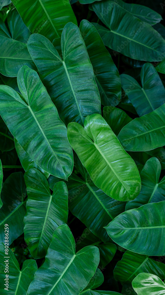 closeup nature view of green leaf texture, dark wallpaper concept, nature background, tropical Vertical image. closeup nature view of green leaf texture, dark wallpaper concept, nature background, tropical Vertical image.