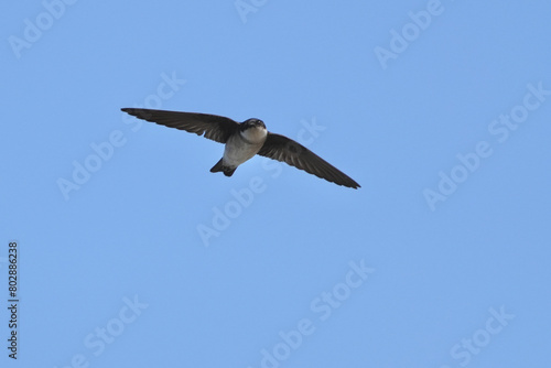 asian house martin in flight