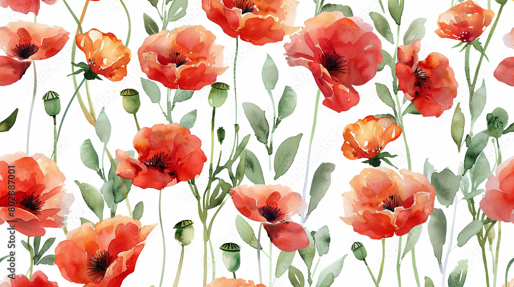 Fototapeta premium Watercolor illustration of flowering poppy, white background