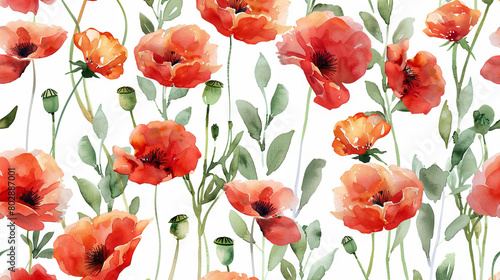 Watercolor illustration of flowering poppy  white background