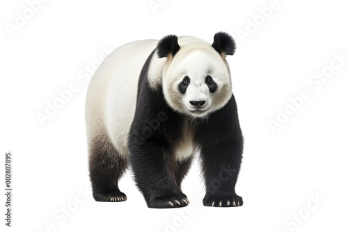 Majestic Monochrome Panda Bear. On a White or Clear Surface PNG Transparent Background.