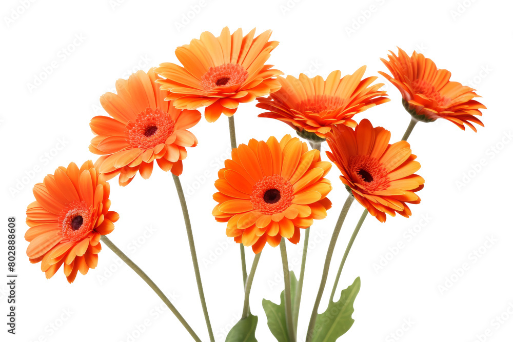 The Enchanting Dance of Orange Petals. On a White or Clear Surface PNG Transparent Background. The Enchanting Dance of Orange Petals. On a White or Clear Surface PNG Transparent Background.