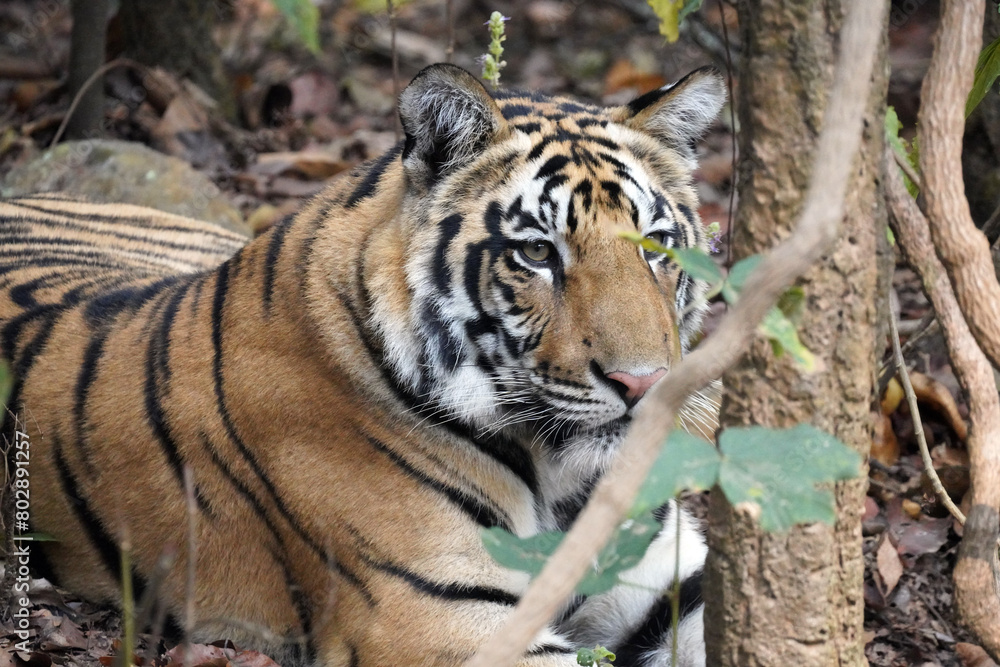 Fototapeta premium Tigre du Bengale (Panthera Tigris Tigris) dans le parc national de Bandhavgarh , Madhya Pradesh , Inde