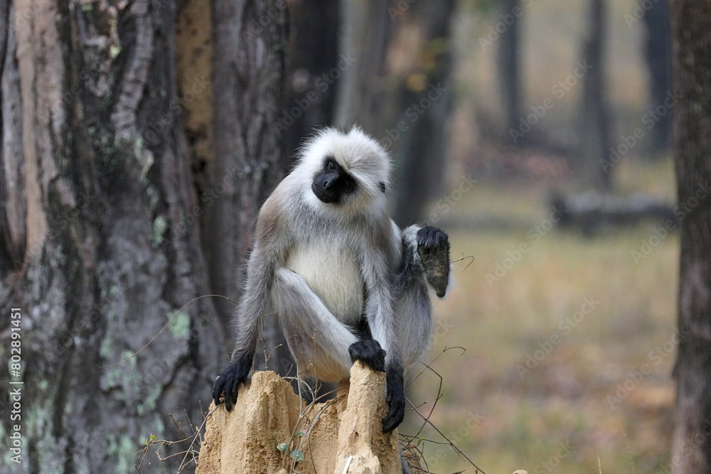 Singes Langur dans le parc national de Bandhavgarh, Madhya Pradesh, Inde