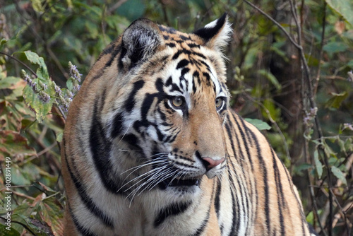 Tigre du Bengale  Panthera Tigris Tigris  dans le parc national de Bandhavgarh   Madhya Pradesh   Inde