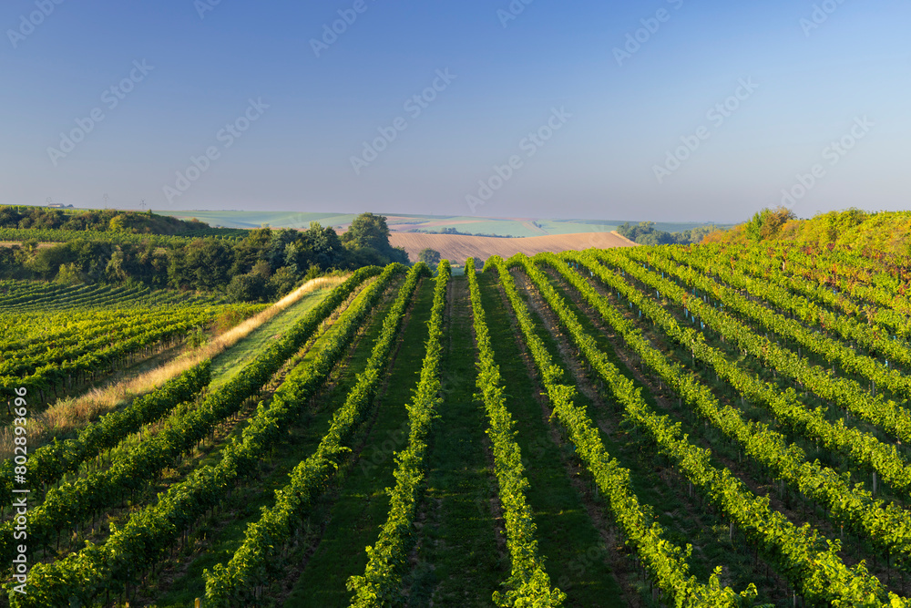 Vineyards with flovers near Cejkovice, Southern Moravia, Czech Republic