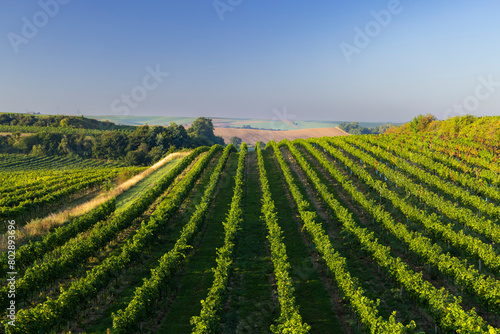 Vineyards with flovers near Cejkovice, Southern Moravia, Czech Republic