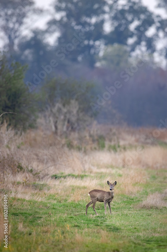 Young roe deer in  in Hortobagy National Park, UNESCO World Heritage Site, Puszta is one of largest meadow and steppe ecosystems in Europe, Hungary © Richard Semik