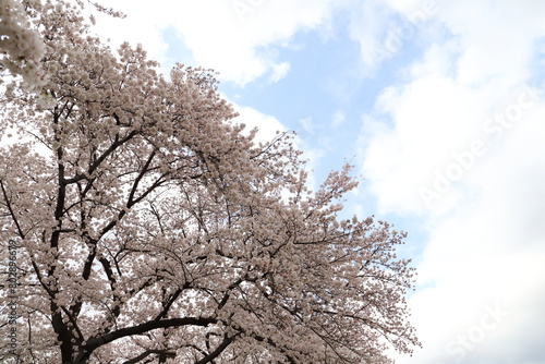 日本の春の公園に咲くソメイヨシノの桜の花