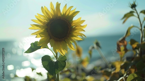 A beautiful sunflower is standing tall and proud in a field of green grass. Thesunflower is facing the sun, which is shining brightly in the blue sky. photo