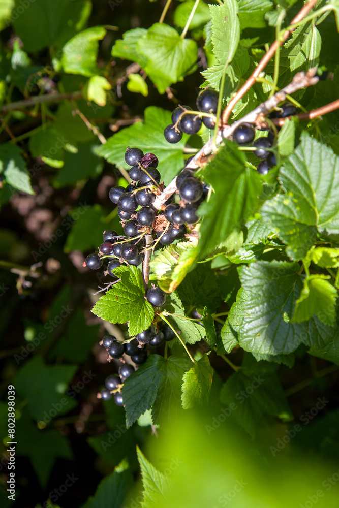 Black currant berries growing on a bush. Black currant berries growing on a bush.