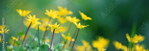Ficaria verna flowers in spring. Nature background. Horizontal banner © vvvita