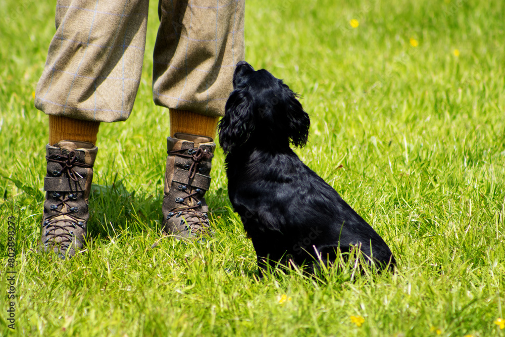 Foto de working black cocker spaniel in a field of green grass with a ...