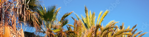 A row of tropical palm trees against a blue sky. Beautiful tropical nature. Horizontal banner © vvvita