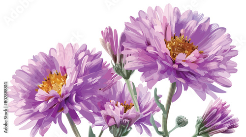 Beautiful aster flowers on white background closeup Vector