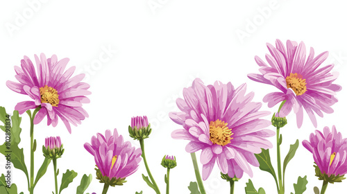 Beautiful aster flowers on white background closeup Vector