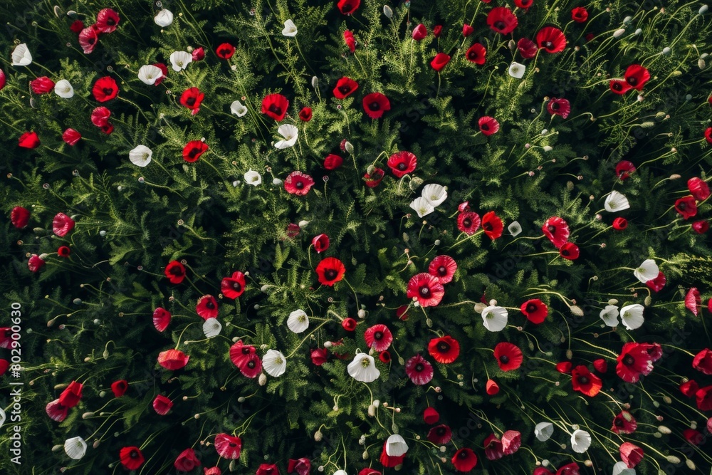 Red poppies - Papaver rhoeas field. Beautiful simple AI generated image in 4K, unique. Red poppies - Papaver rhoeas field. Beautiful simple AI generated image in 4K, unique.