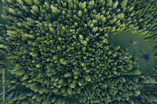 Aerial drone view of evergreen forests near Trillium Lake, Oregon