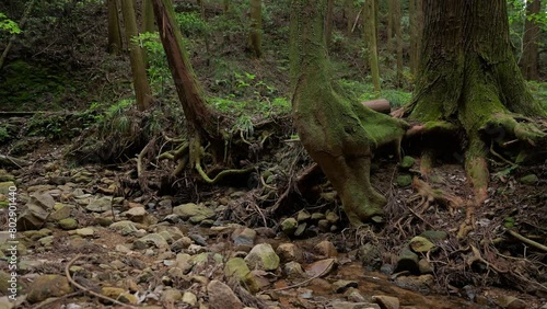 A murmuring stream in a green forest, a healing landscape