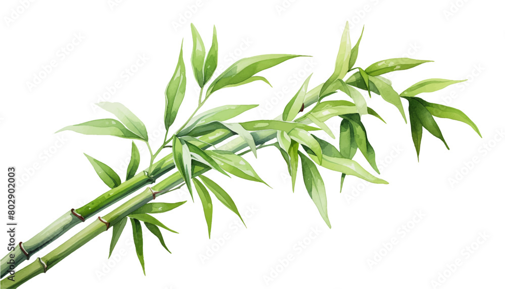 Fototapeta premium Watercolor oil painted bamboo brush. Hand drawn vector design elements isolated on white background.