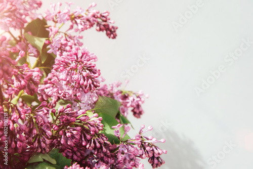 A bouquet of lilacs on a gray background with a shadow. Natural spring floral background. Front view