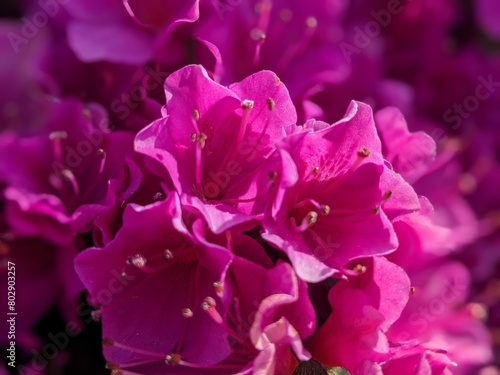 close up of pink hydrangea