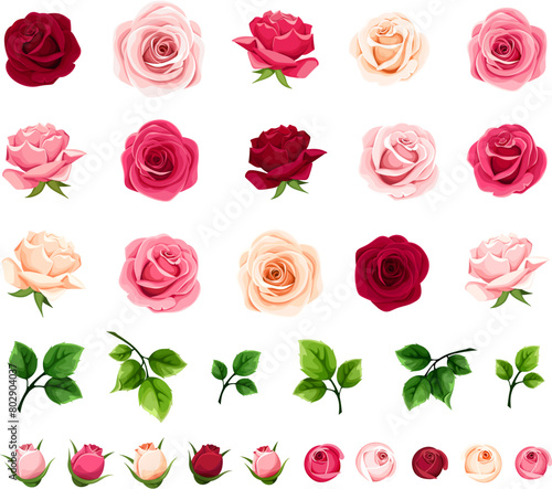Roses. Red, pink, and white rose flowers and green leaves isolated on a white background. Set of vector rose design elements