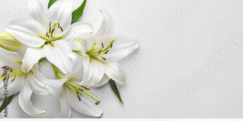 Elegant Lily Funeral Arrangement on White Background with Space for Text © Muhammad The Trust