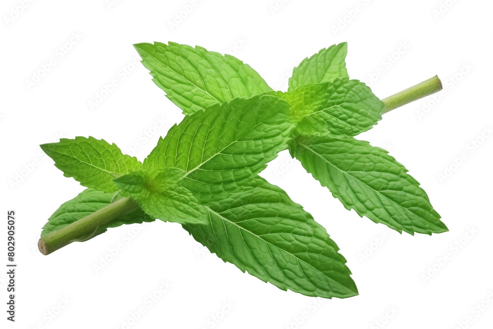 Verdant Duo: A Close Up Encounter. On a White or Clear Surface PNG Transparent Background. Verdant Duo: A Close Up Encounter. On a White or Clear Surface PNG Transparent Background.