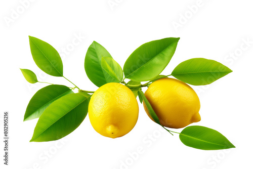Dancing Citrus Delights. On a White or Clear Surface PNG Transparent Background.