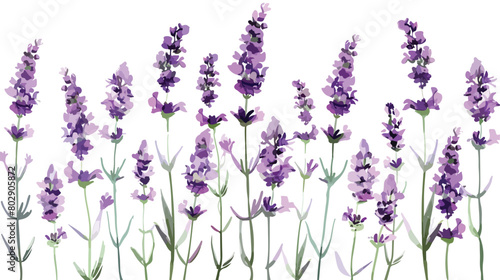 Beautiful lavender flowers on white background Vector