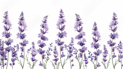 Beautiful lavender flowers on white background Vector