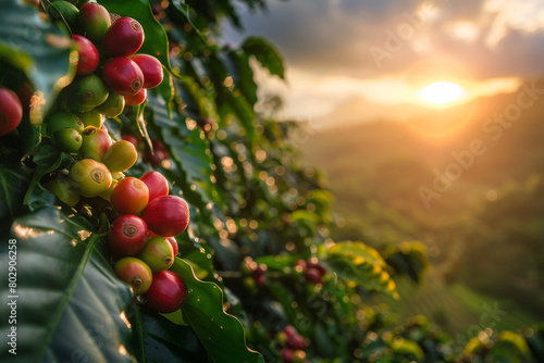 Coffee beans on tree with sunrise background. photo