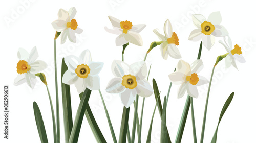 Beautiful narcissus flowers on white background Vector