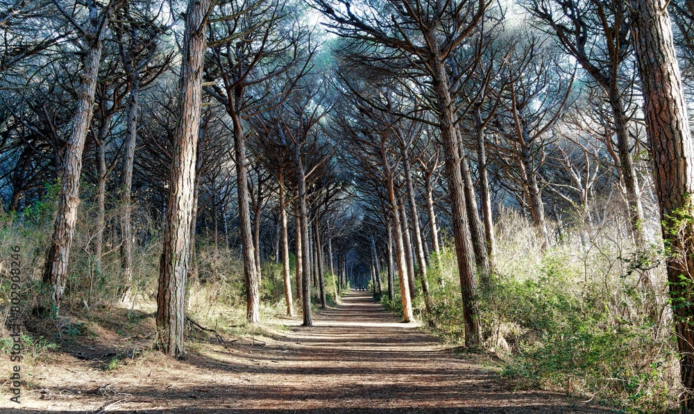 Panorama from the Tombolo pine forest of Cecina Livorno Tuscany Italy Panorama from the Tombolo pine forest of Cecina Livorno Tuscany Italy