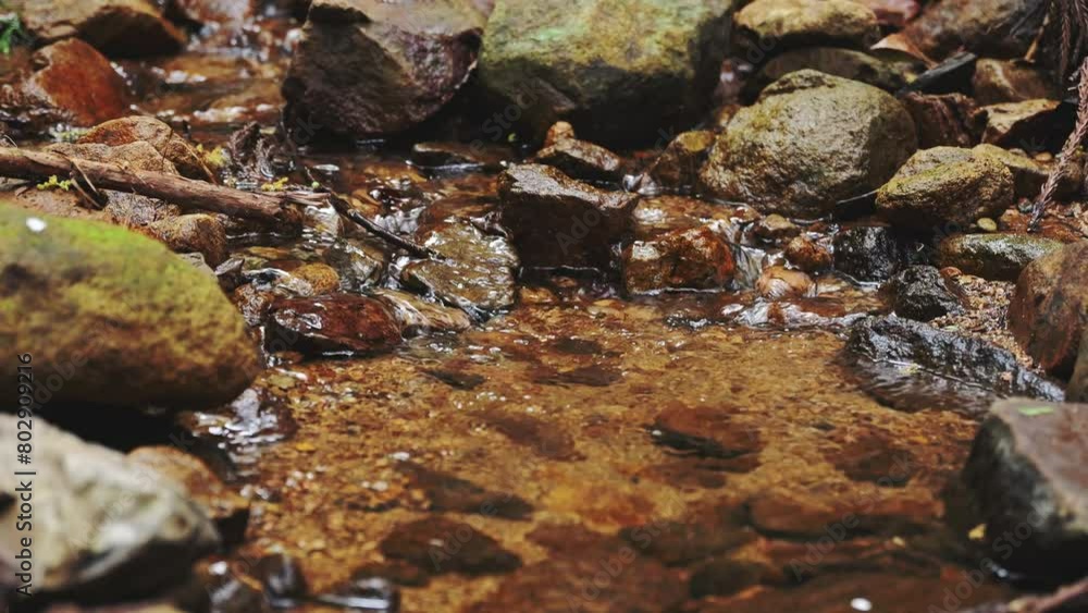 A murmuring stream in a green forest, a healing landscape A murmuring stream in a green forest, a healing landscape