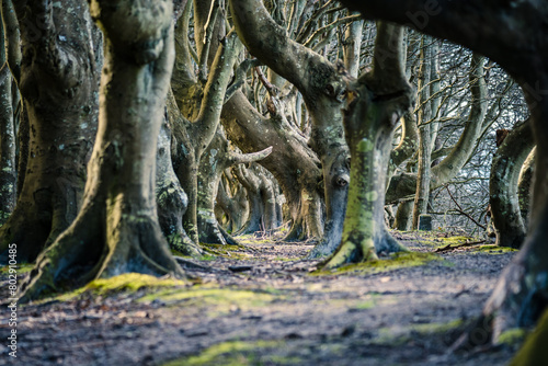 Märchenwald Nonnevitz, Ostsee Insel Rügen, Wittow photo