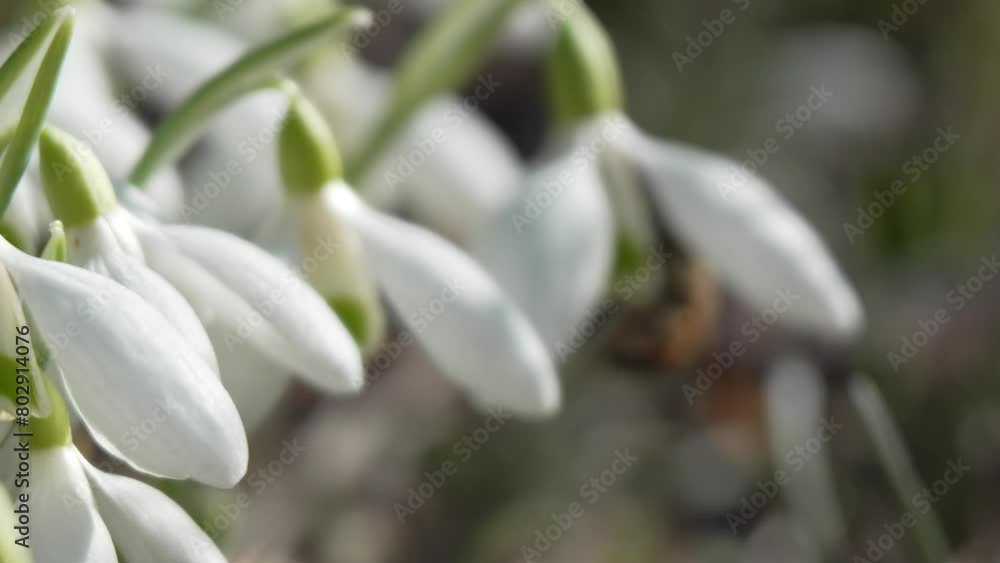Snowdrops, flower, spring. White snowdrops bloom in garden, early spring, signaling end of winter. Snowdrops, flower, spring. White snowdrops bloom in garden, early spring, signaling end of winter.