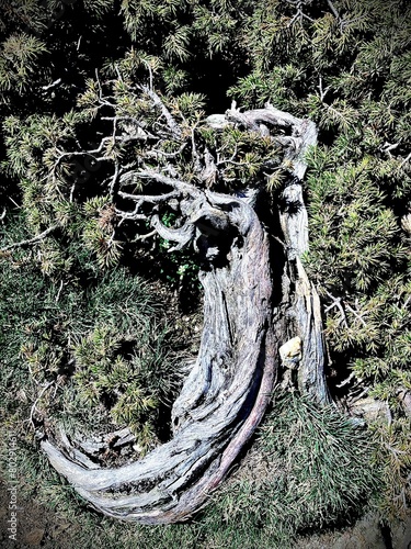 stump