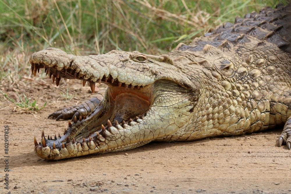 Obraz premium nile crocodile