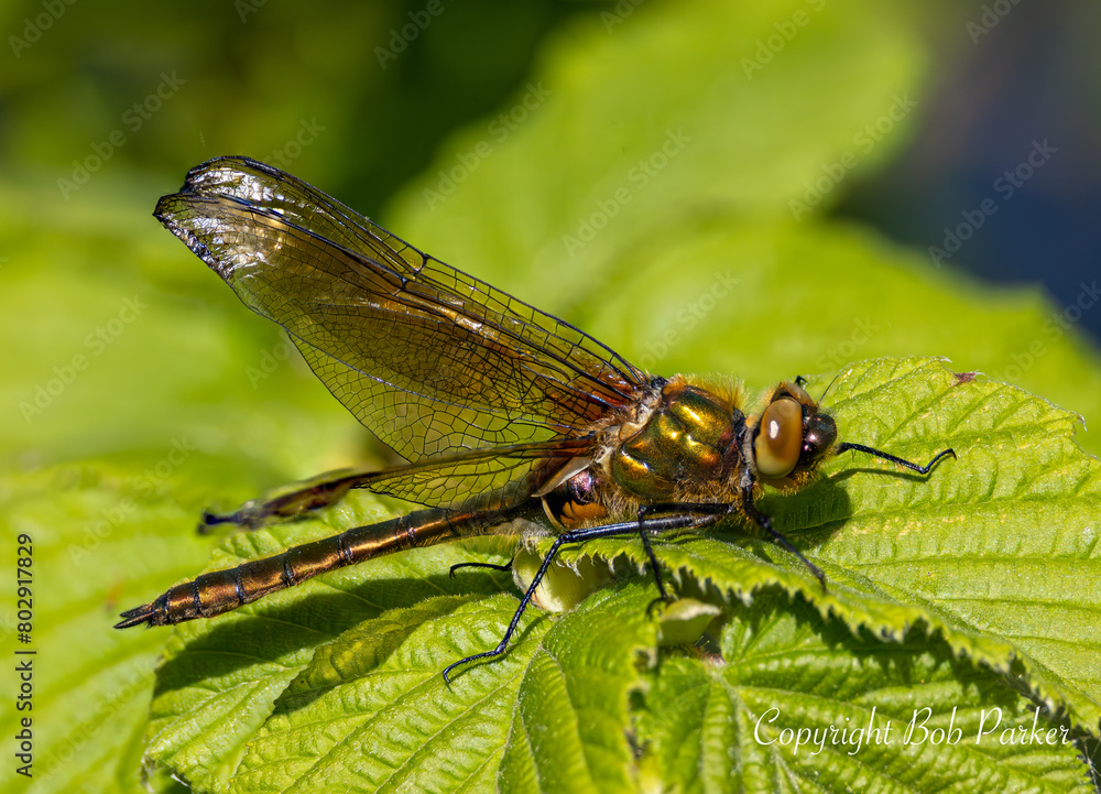 downy emerald dragonfly on a green leaf downy emerald dragonfly on a green leaf
