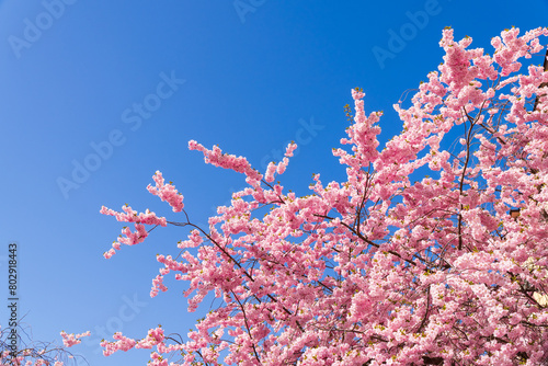 Pink cherry blossom, with blue sky, copy space. Prunus accolade flowers. Spring, bright sunlight. 