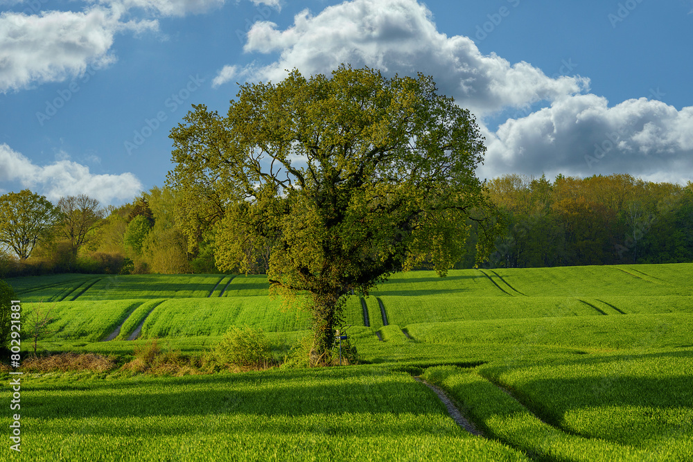 landscape with trees