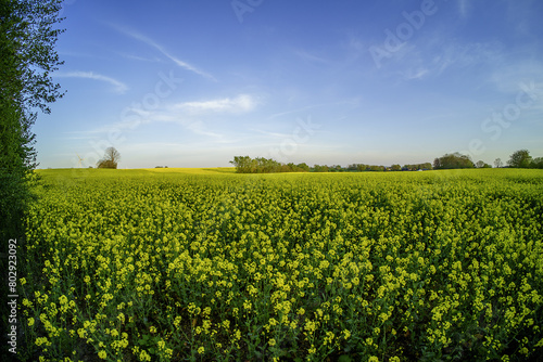 rapeseedfield and blue sky with clouds