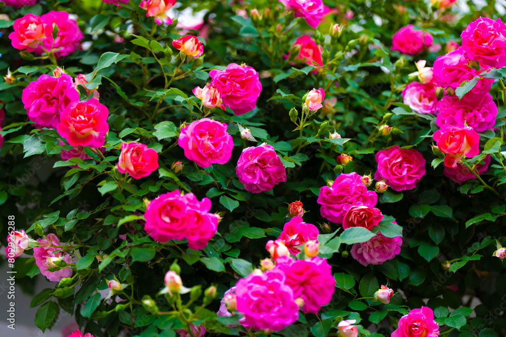 薔薇 薔薇